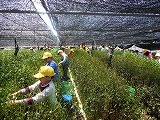 5・6年校外茶摘みの画像