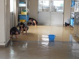 廊下・階段のワックスがけの画像