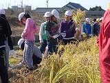 5年稲刈りの画像