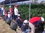 4・5・6年生校内茶摘みの画像