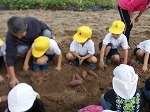 1年生・保育園児なかよし芋掘りの画像