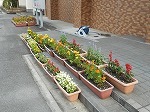 ペアプランターづくりの画像