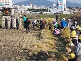 5年稲刈りの画像