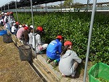 校内茶摘みの画像