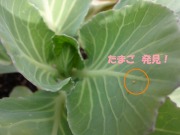 こん虫を育てよう~3年~の画像