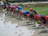 5年田植え体験の画像