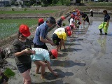 5年田植え体験の画像