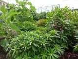 3年生の理科「しぜんのかんさつをしよう」の画像