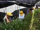 5・6年校外茶摘みの画像
