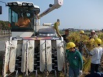 5年稲刈り体験の画像