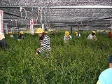 校外茶摘みの画像