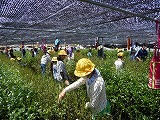 5・6年校外茶摘みの画像