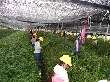 校外茶摘みの画像
