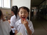 1年歯磨き指導の画像