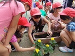 ペアプランター活動の画像