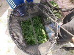 4・5・6年生校内茶摘みの画像