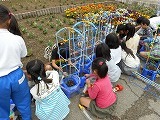 ミニトマトの苗植えの画像