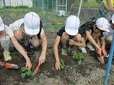 4年ツルレイシの植えかえの画像
