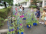 1年生あさがおの画像