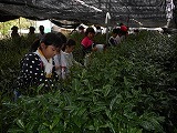 校外茶摘みの画像