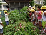 大きく育ったよ!~3年生~の画像