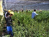 5・6年校外茶摘みの画像