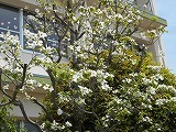 あいさつ運動スタートの画像