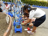 ミニトマトの苗植えの画像