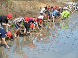 5年田植えの画像