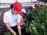 4・5・6年生校内茶摘みの画像