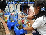 ミニトマトの苗植えの画像