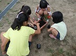 ペアプランター活動の画像
