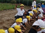 1年生・保育園児なかよし芋掘りの画像