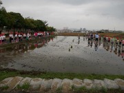 5年田植えの画像