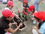ペアプランターづくりの画像