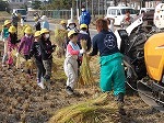 5年稲刈り体験の画像