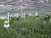 校外茶摘み2日目の画像