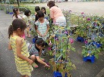 1年生あさがおの画像