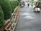 3年・5年ペアプランター作りの画像