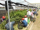 校内茶摘みの画像