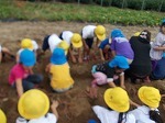 1年生・保育園児なかよし芋掘りの画像