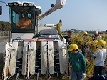５年稲刈り体験の画像